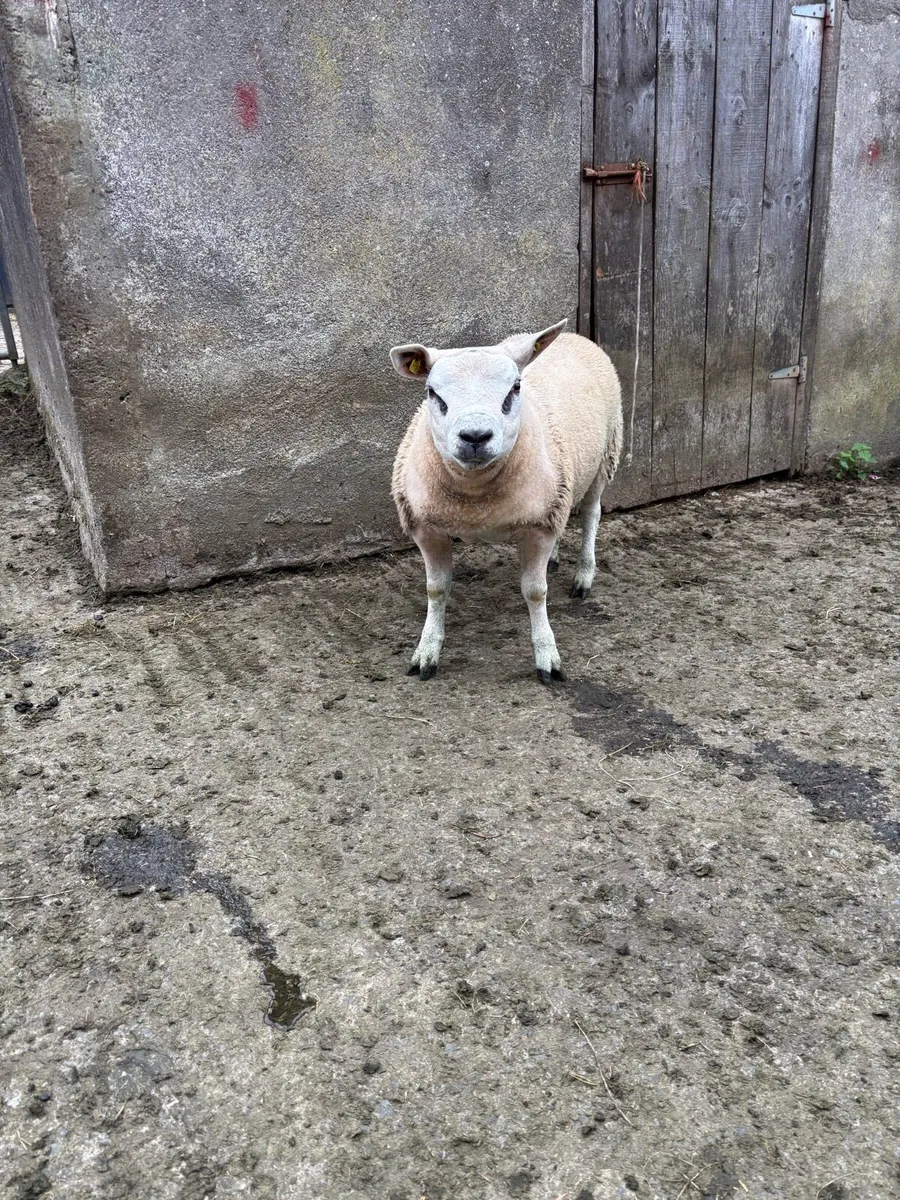 Texel rams - Image 4