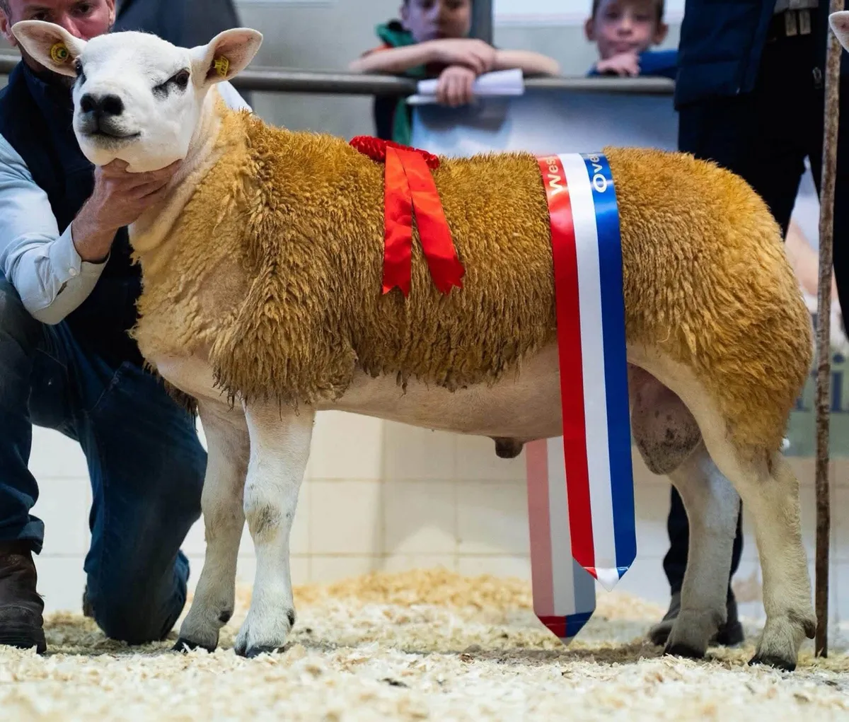 Pedigree Texel Rams Ballinasloe Mart 10 September - Image 1