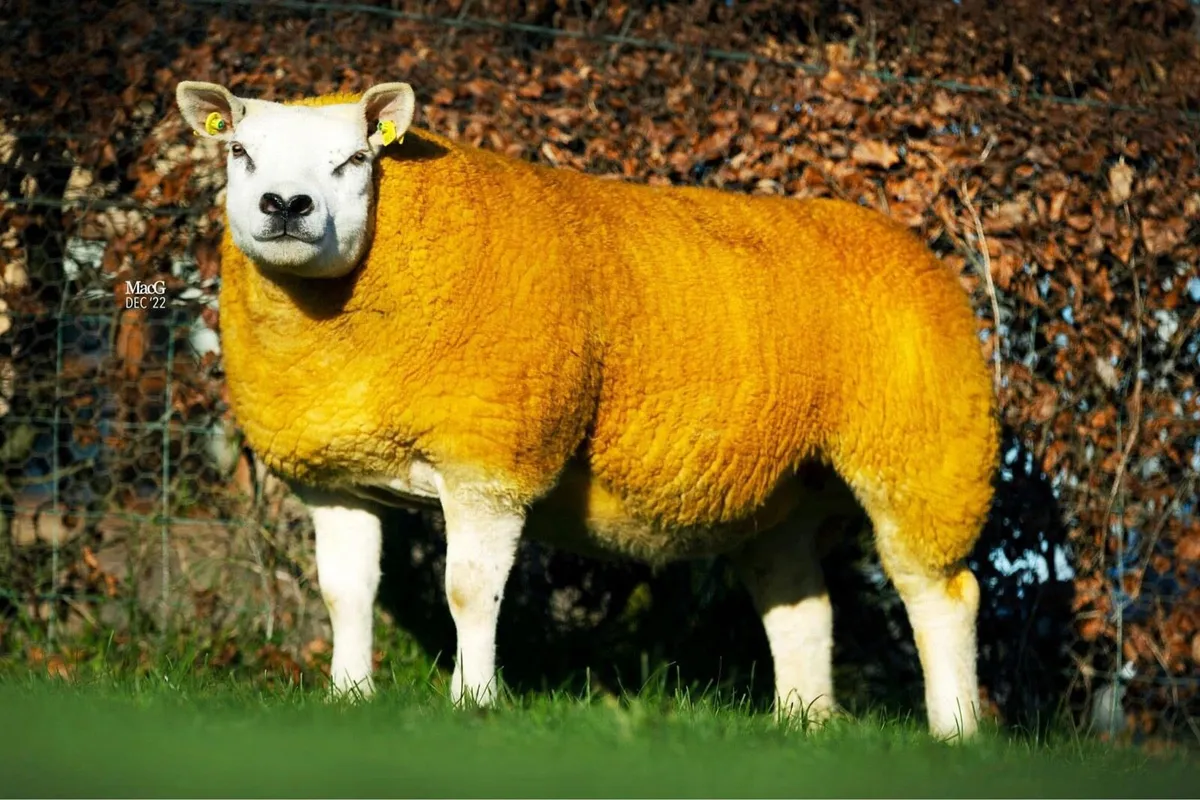 Pedigree Texel Rams Ballinasloe Mart 10 September - Image 3