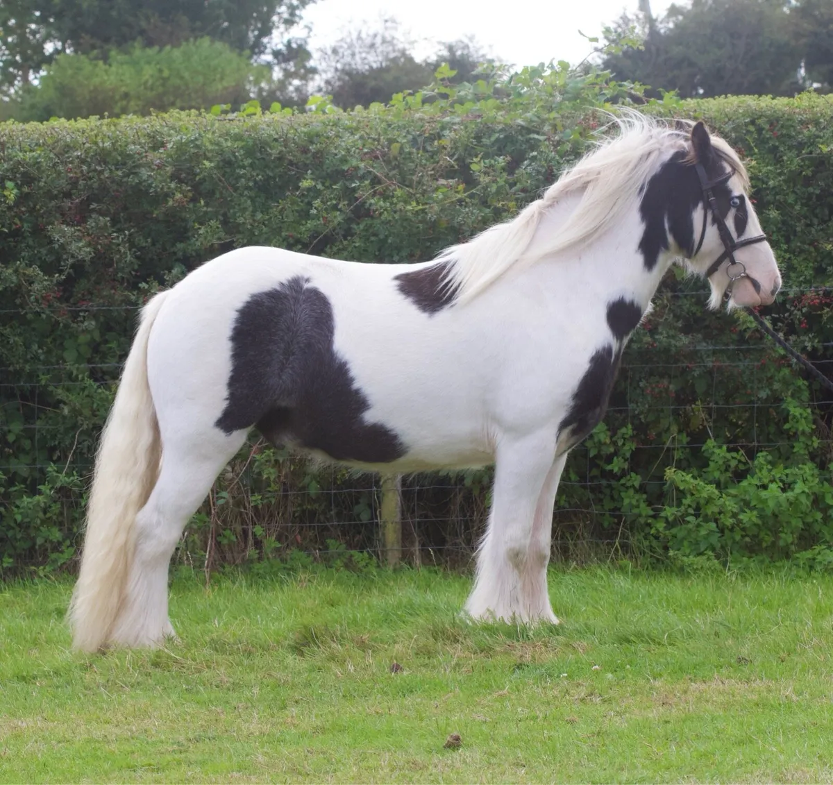 Kids pony £1600 or nearest offer - Image 4