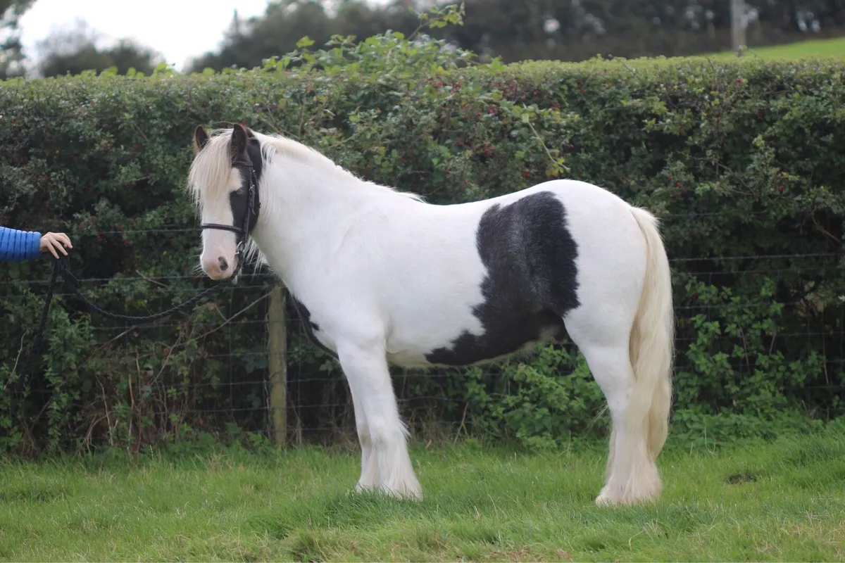 Kids pony £1600 or nearest offer - Image 1