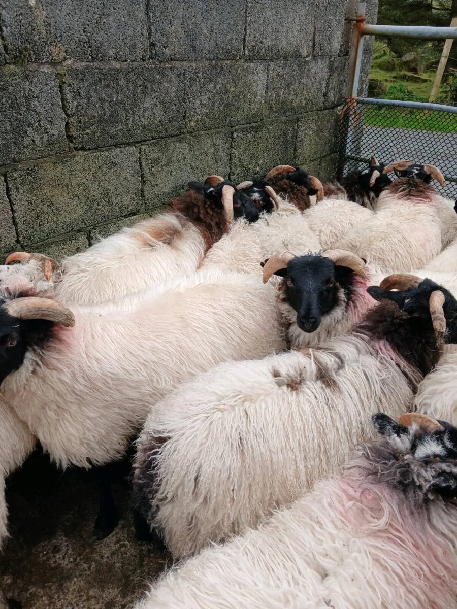 Sheep - Image 1