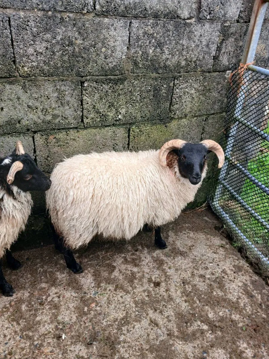Sheep - Image 2