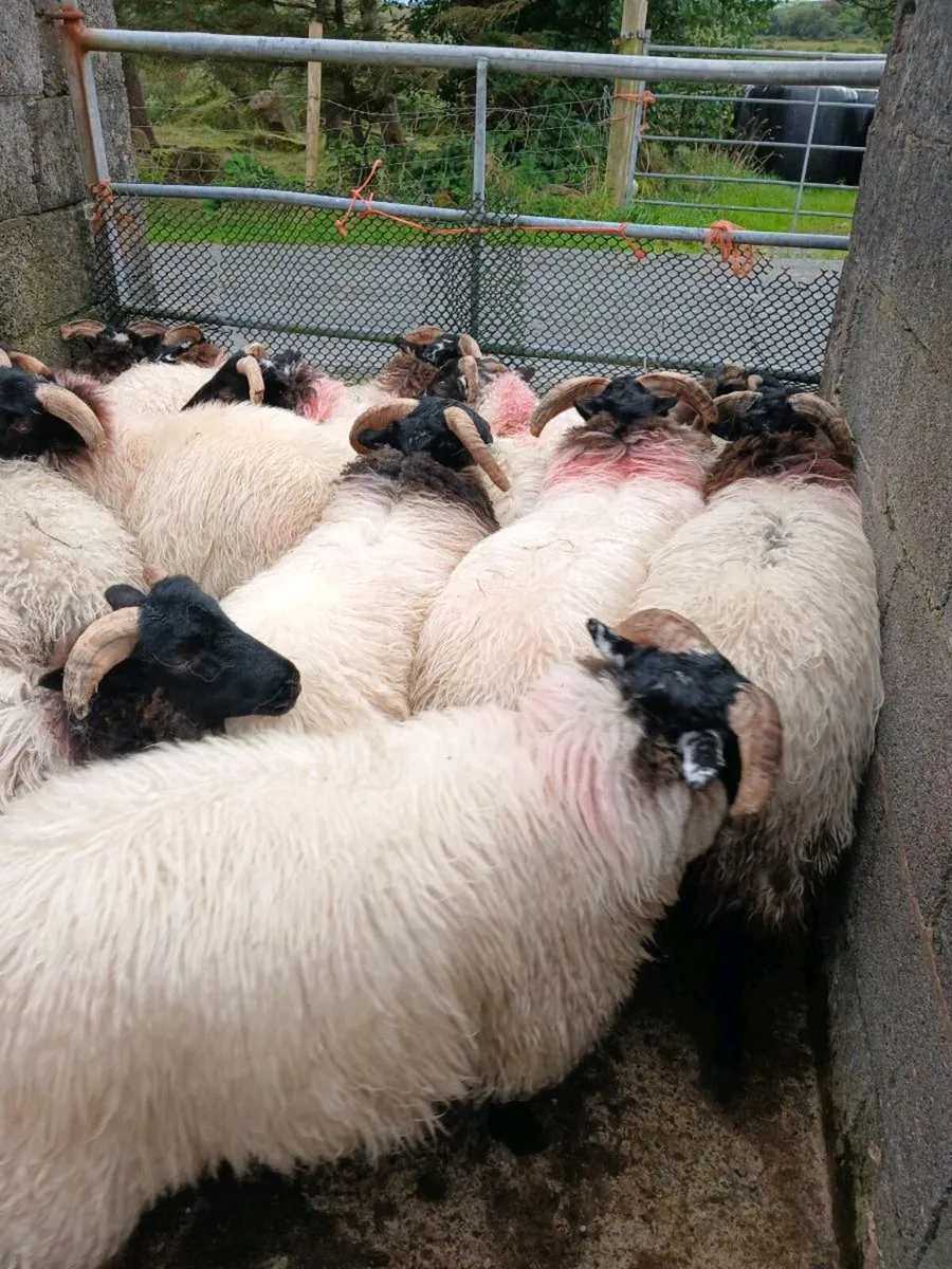 Sheep - Image 3