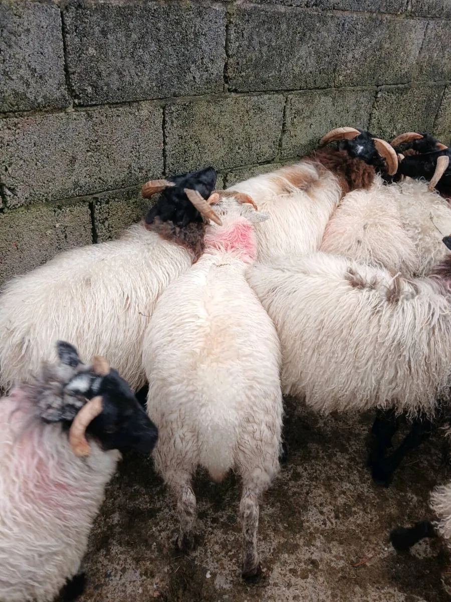 Sheep - Image 4