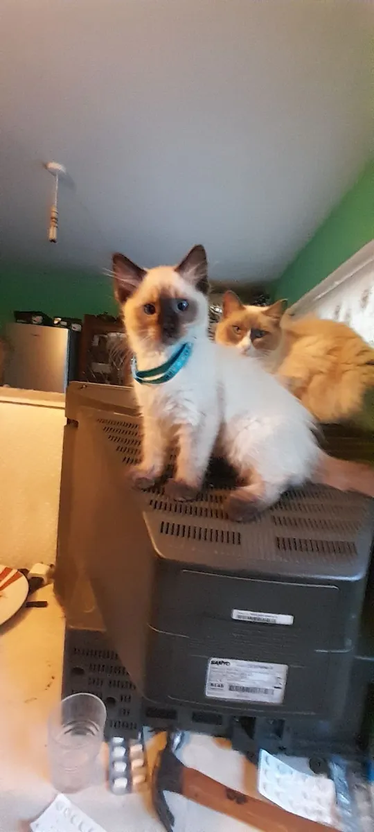 Ragdoll kittens - Image 2