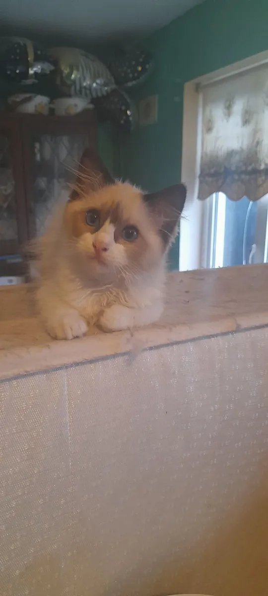 Ragdoll kittens - Image 3