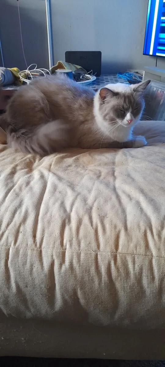 Ragdoll kittens - Image 4