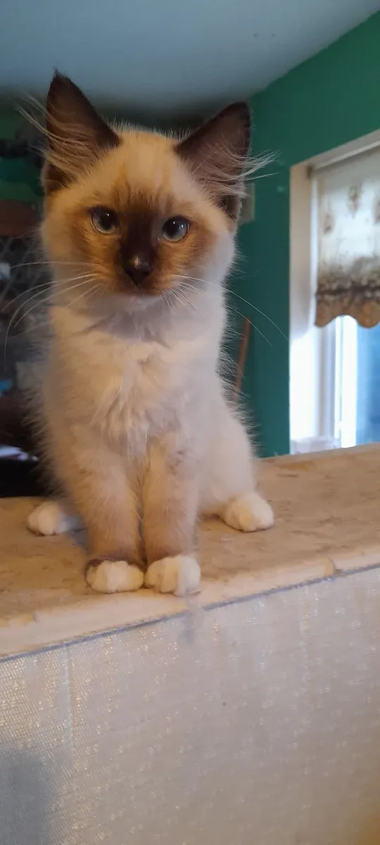 Ragdoll kittens - Image 3
