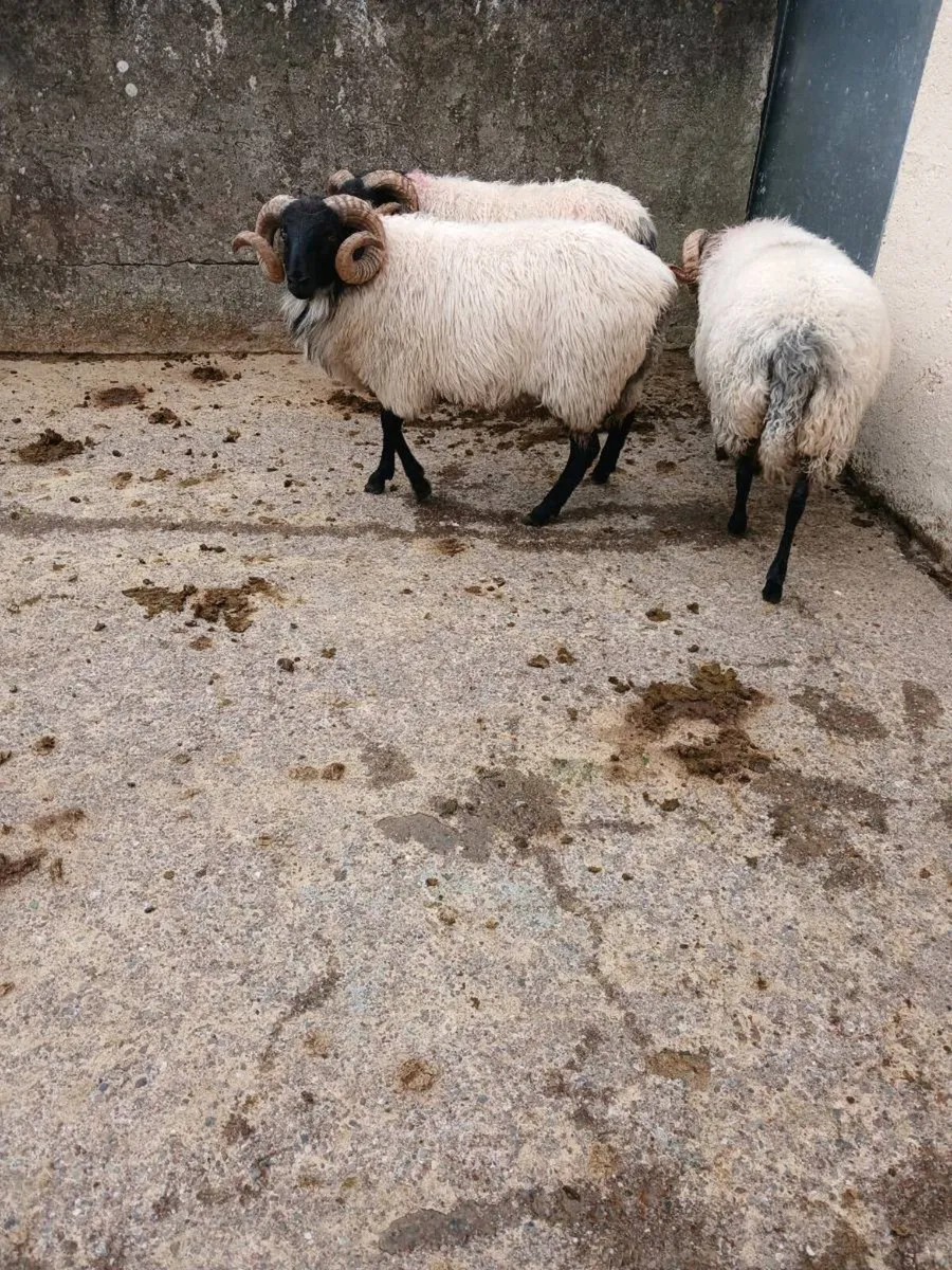 Sheep - Image 1