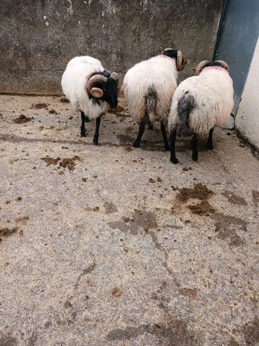 Sheep - Image 2