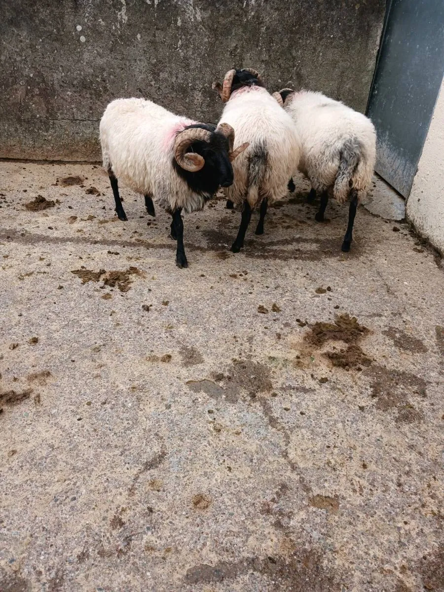 Sheep - Image 3