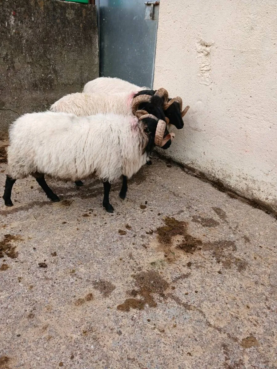 Sheep - Image 4