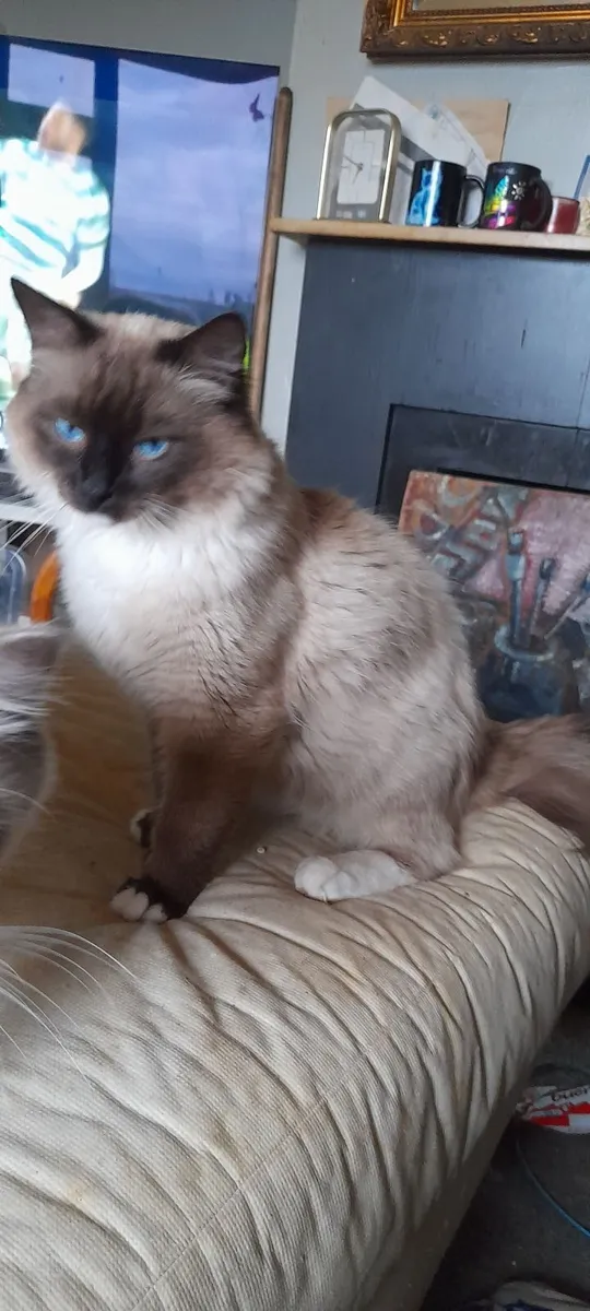 Ragdoll kittens - Image 1