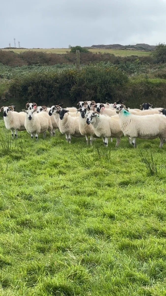 SCOTCH HOGGET EWES - Image 2
