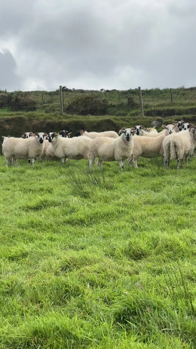 SCOTCH HOGGET EWES - Image 3