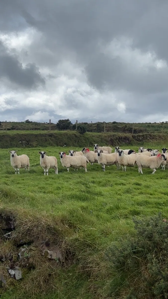 SCOTCH HOGGET EWES - Image 4