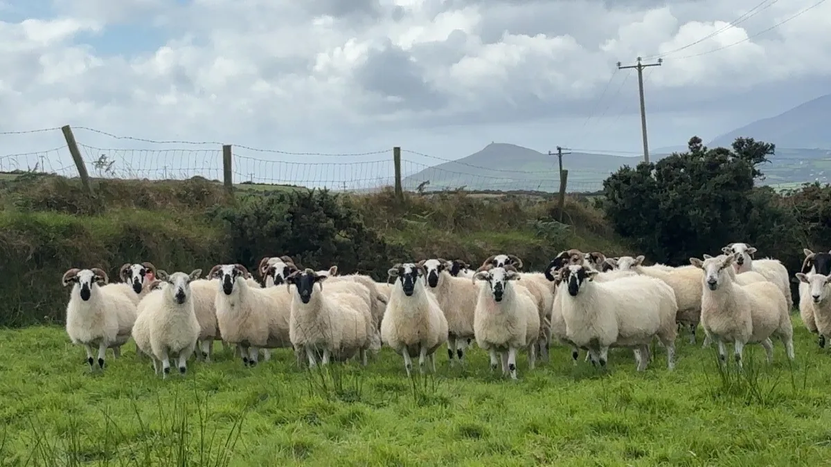 SCOTCH HOGGET EWES - Image 1