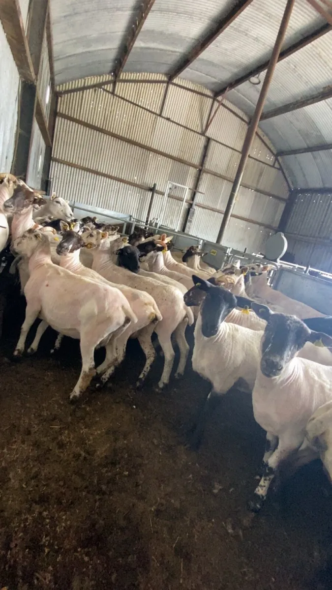 Shearing - Image 1