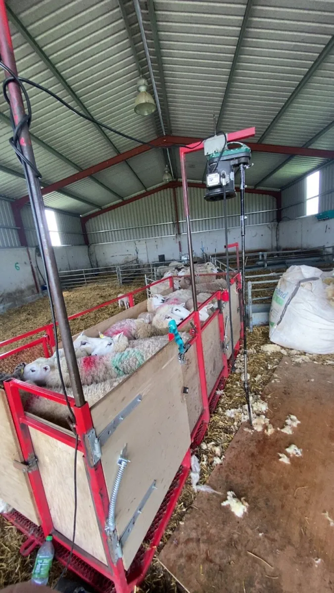 Shearing - Image 2