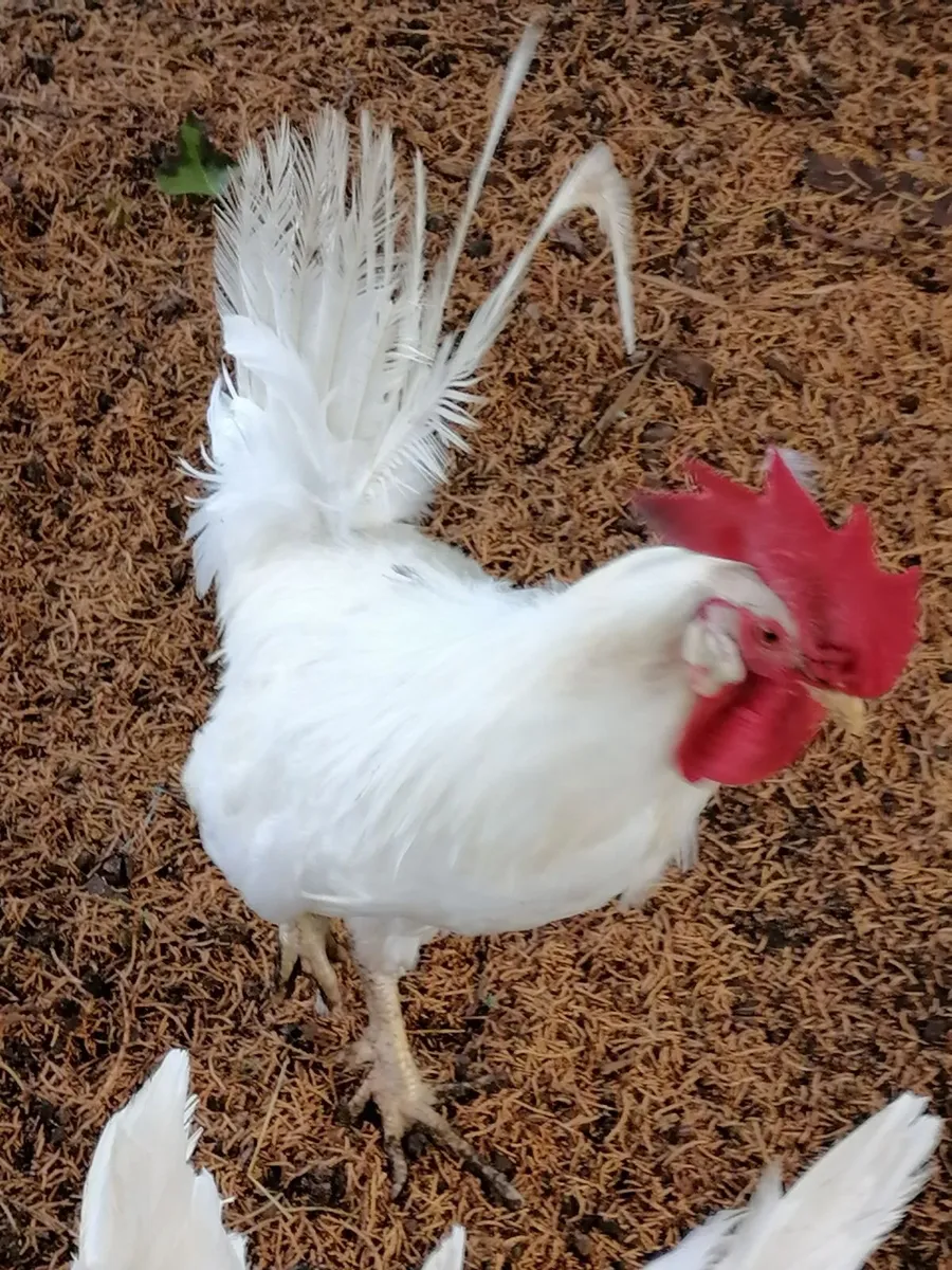 White Leghorn Rooster - Image 2