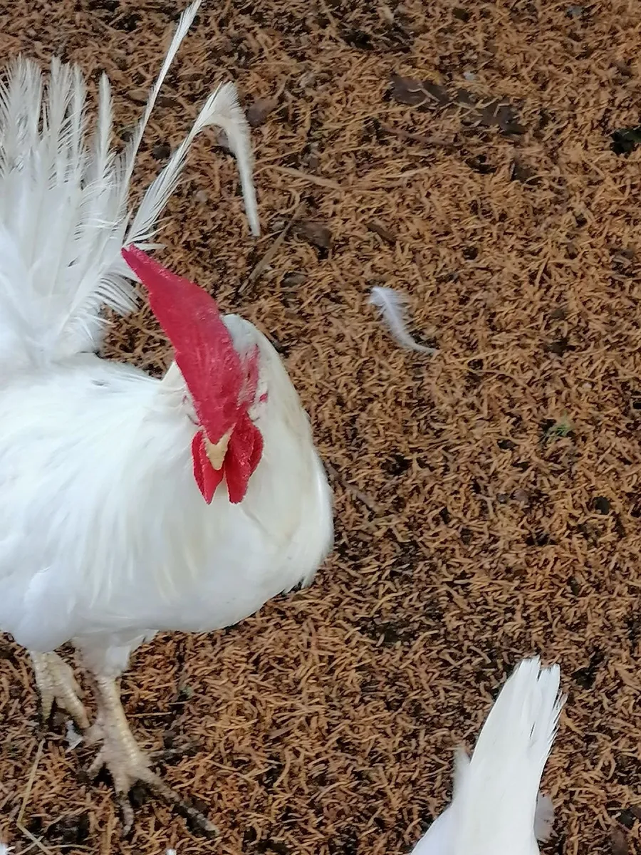 White Leghorn Rooster - Image 3