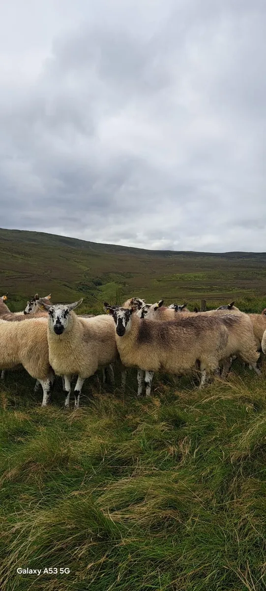 💫Brockie hoggets💫 - Image 1