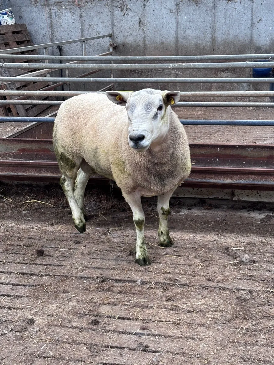 🌟Auberfield ram🌟 - Image 2