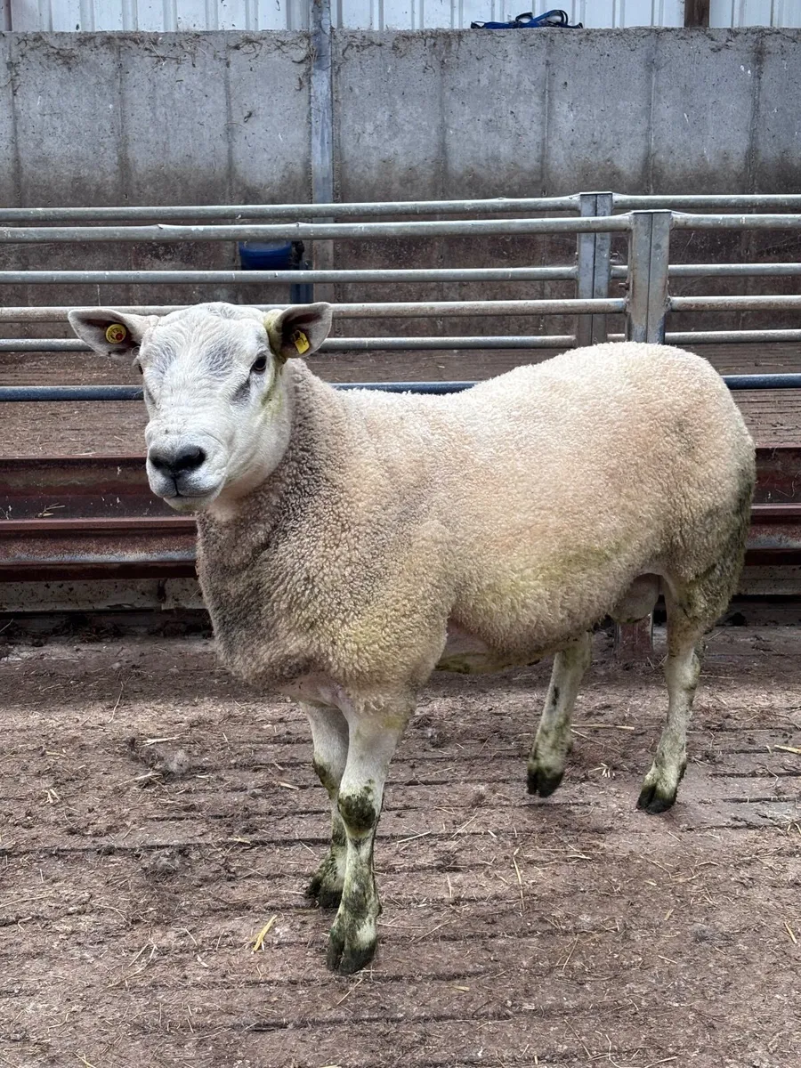 🌟Auberfield ram🌟 - Image 1