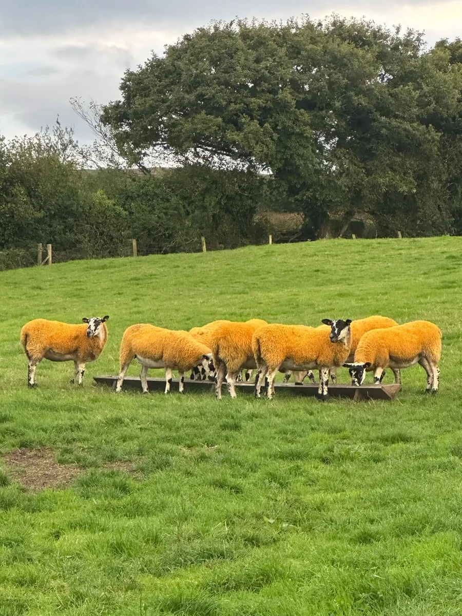 ⭐️ 19 Quality mules For Tuam⭐️ - Image 3