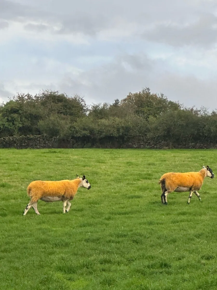 ⭐️ 19 Quality mules For Tuam⭐️ - Image 4