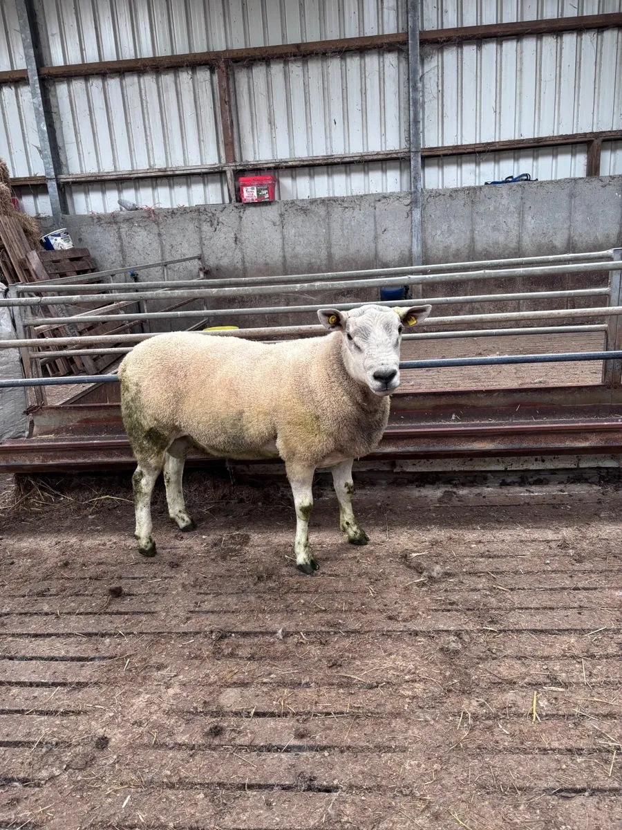 🌟Auberfield ram🌟 - Image 4
