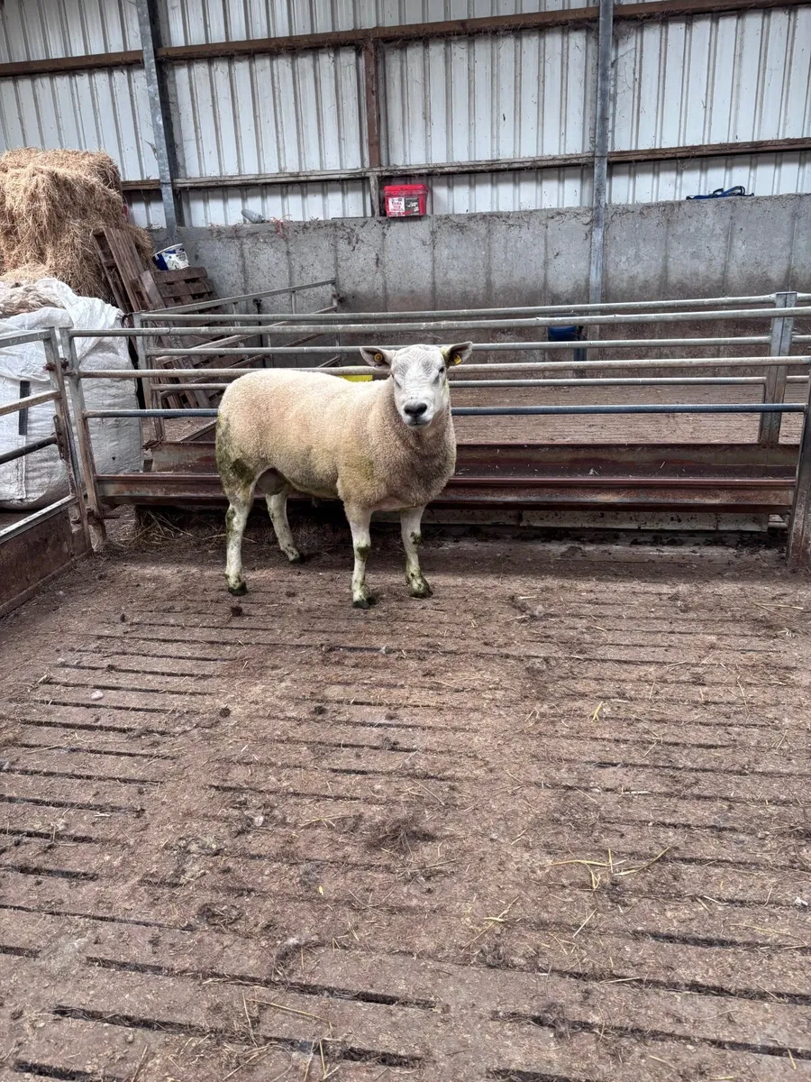 🌟Auberfield ram🌟 - Image 3