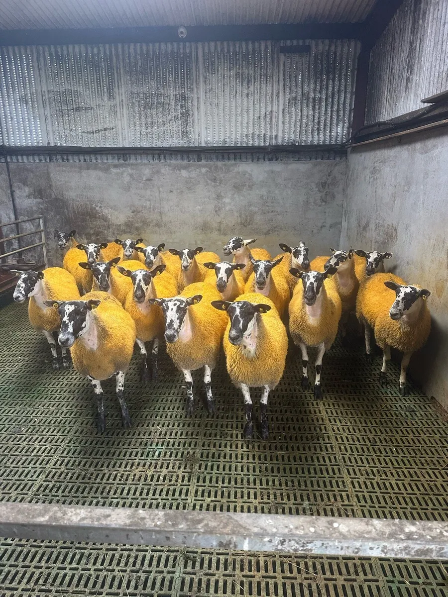⭐️ 19 Quality mules For Tuam⭐️ - Image 1