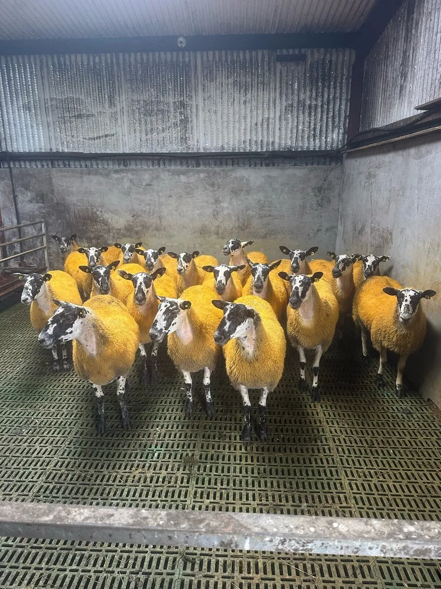 ⭐️ 19 Quality mules For Tuam⭐️ - Image 2