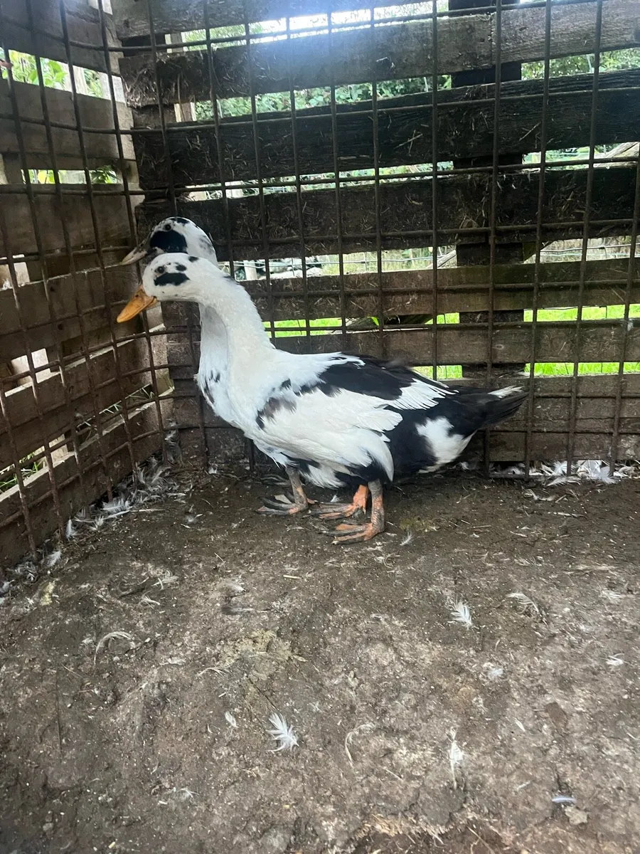 Pairs of top quality magpie ducks - Image 2