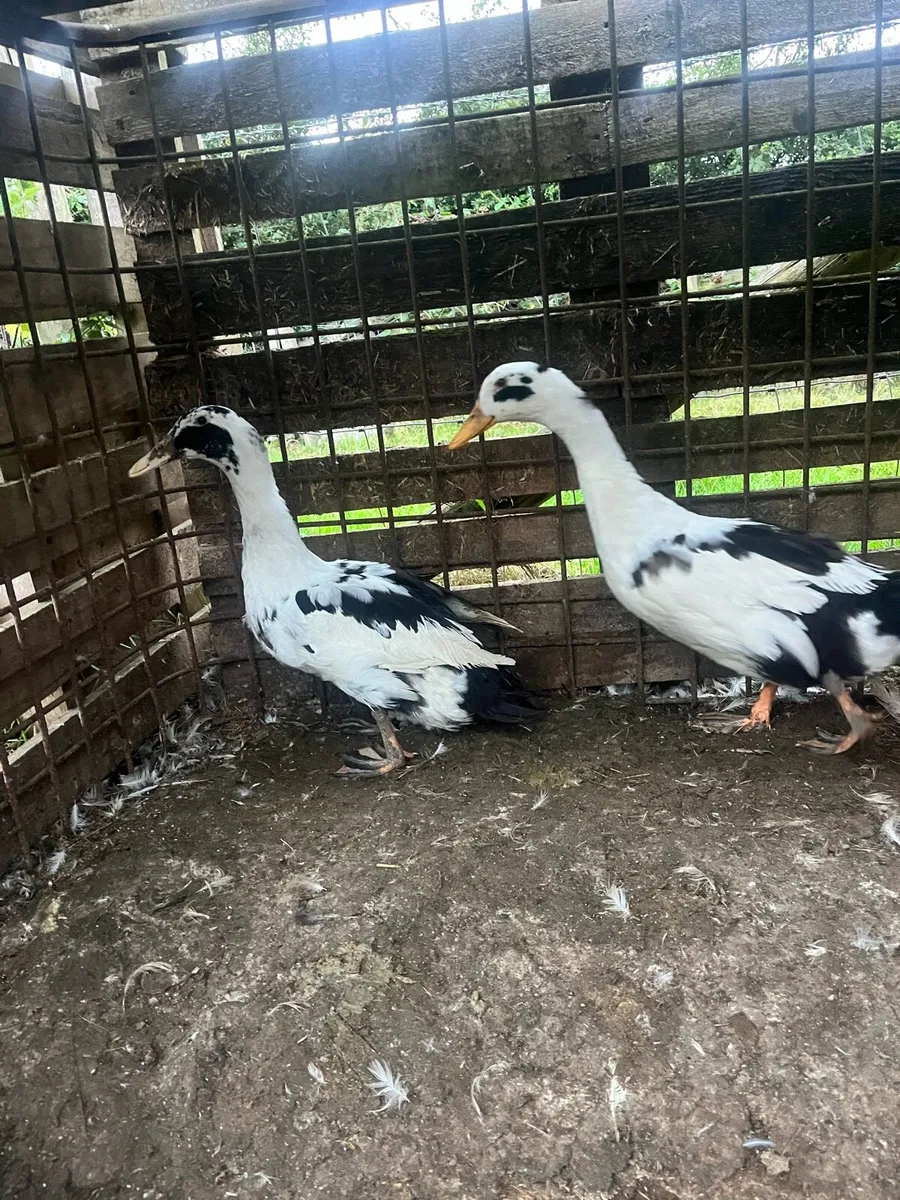Pairs of top quality magpie ducks - Image 3