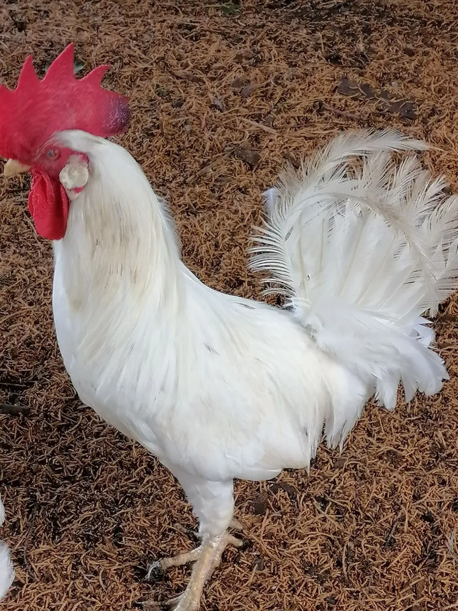 White Leghorn Rooster - Image 4