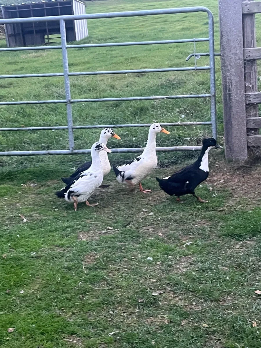 Pairs of top quality magpie ducks - Image 1