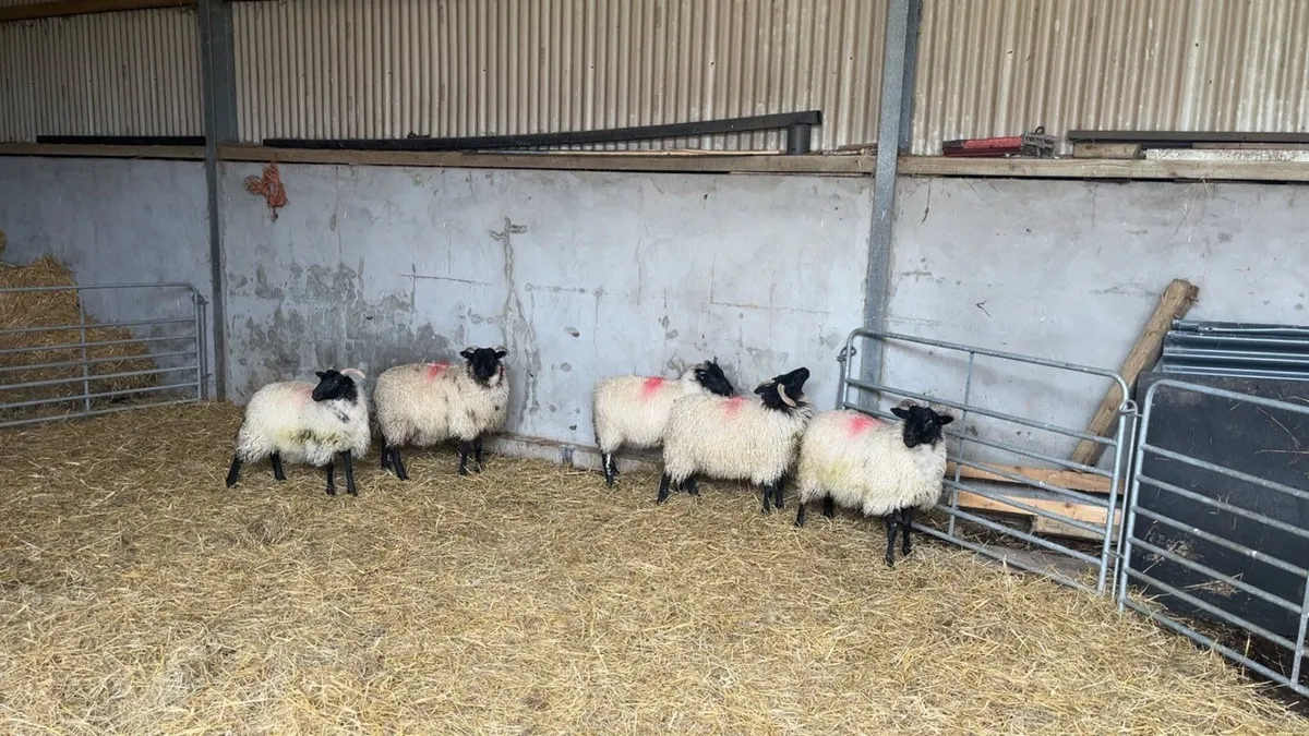 Mayo Mountain Ewe Lambs - Image 2