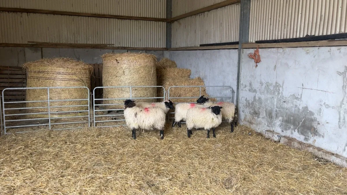 Mayo Mountain Ewe Lambs - Image 3