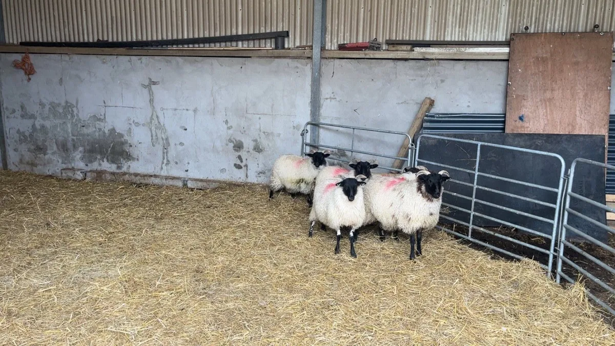Mayo Mountain Ewe Lambs - Image 4