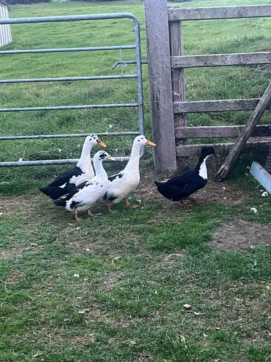 Pairs of top quality magpie ducks - Image 4
