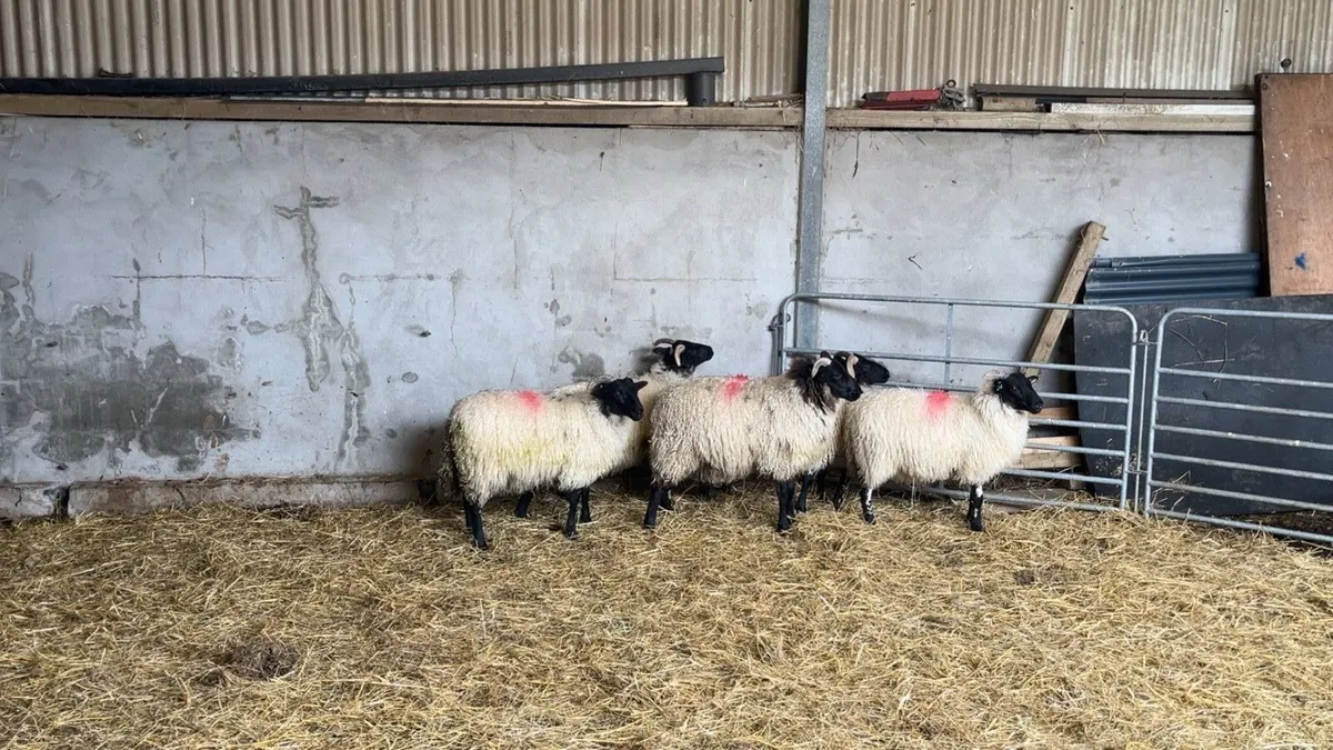 Mayo Mountain Ewe Lambs - Image 1