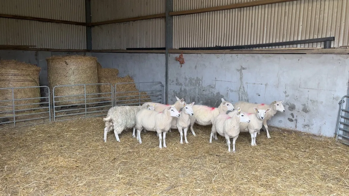 Cheviot Hoggets - Image 1