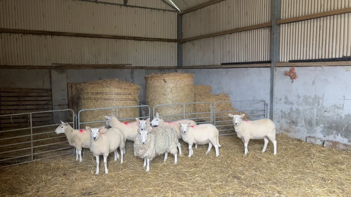 Cheviot Hoggets - Image 2