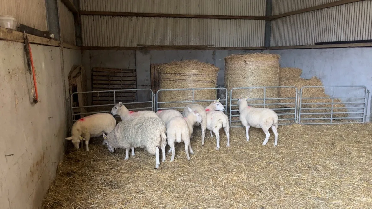 Cheviot Hoggets - Image 3