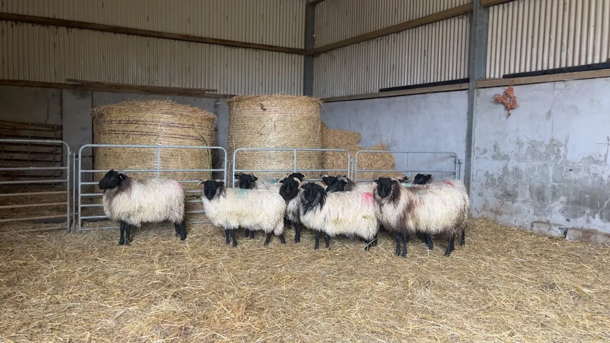 Mayo mountain ewe lambs - Image 1