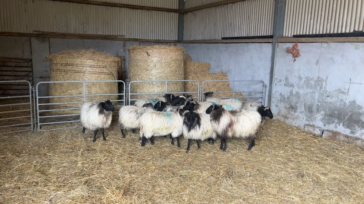 Mayo mountain ewe lambs - Image 2