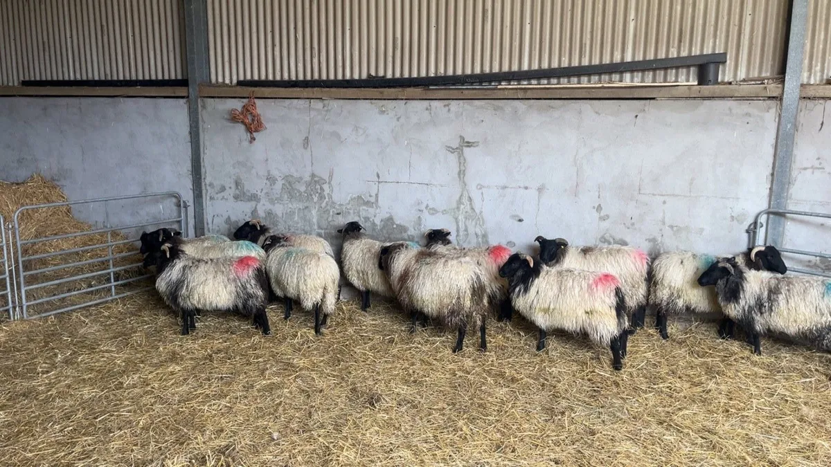 Mayo mountain ewe lambs - Image 3